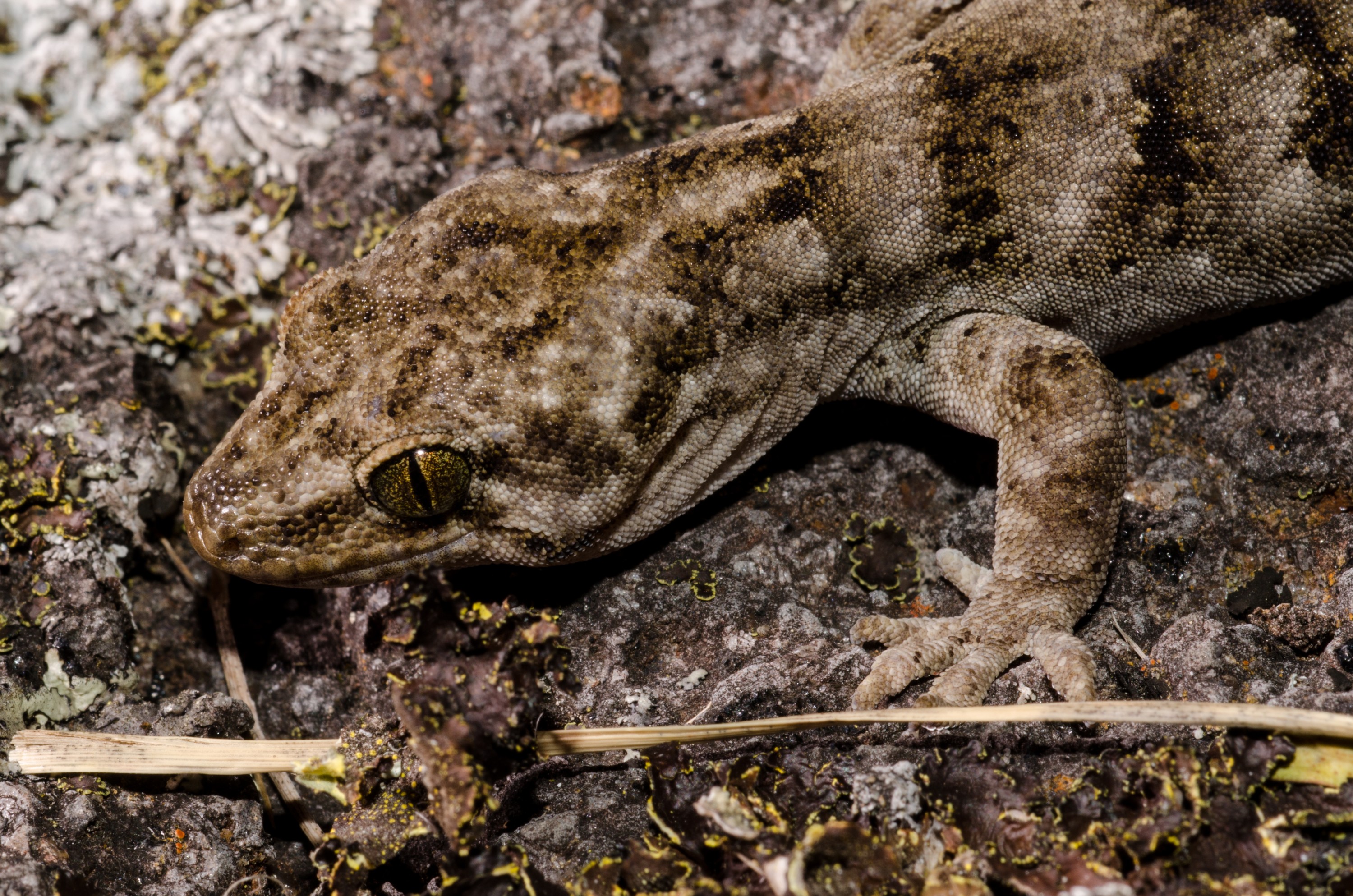 DSC_3524 – Canterbury, Brown, Gecko, Woodworthia, brunneus, banks, peninsula, Crispin, reptiles, amphibians, rare, cold, blood, new, new zealand, zealand, nz
